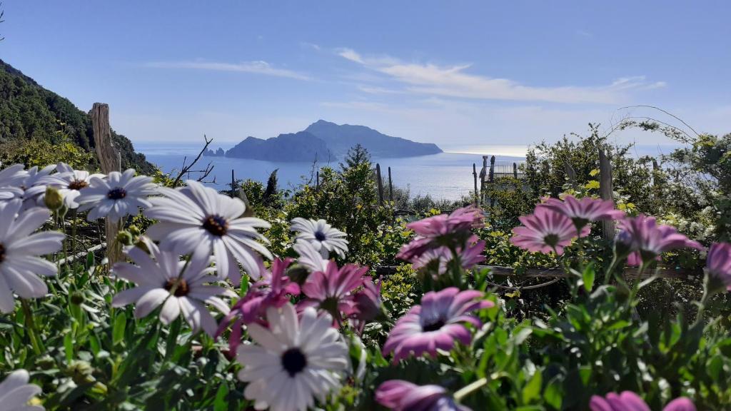 a field of flowers with a mountain in the background at SANTACROCE&S.ANTONINO HOUSE in Termini