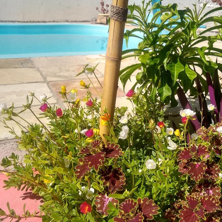  Marupinesia Suites