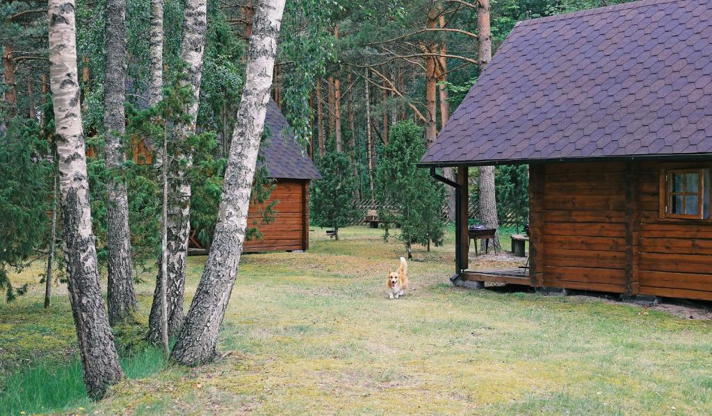 pies stoi obok drewnianej kabiny w obiekcie Niidupuu Camping w mieście Mändjala