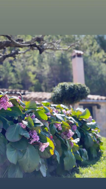 Fotografie z fotogalerie ubytování Masia Cap del Roc v destinaci Vallcebre