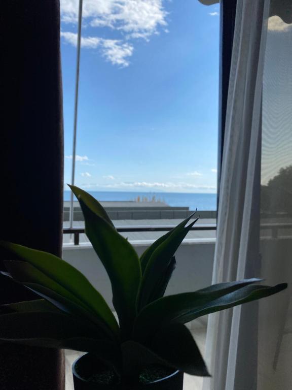 een plant naast een raam met uitzicht op de oceaan bij Alexander Apartments in Alexandroupoli