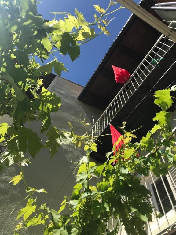 Vonkajšia záhrada v ubytovaní La Vite è Bella