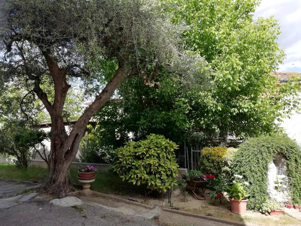un árbol en un jardín con flores y plantas en Il canto dei galli, en Monte Colombo