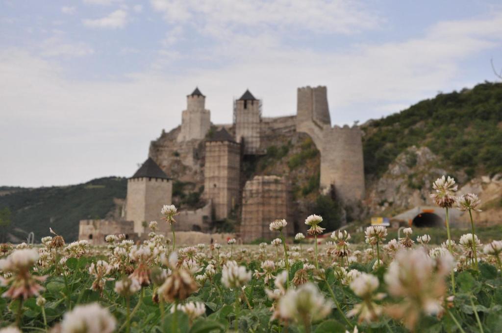 a castle on a hill with a field of flowers at STARA KOVAČNICA in Golubac