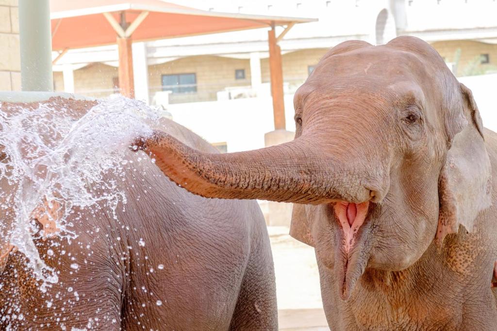 Animales en el resort o alrededores