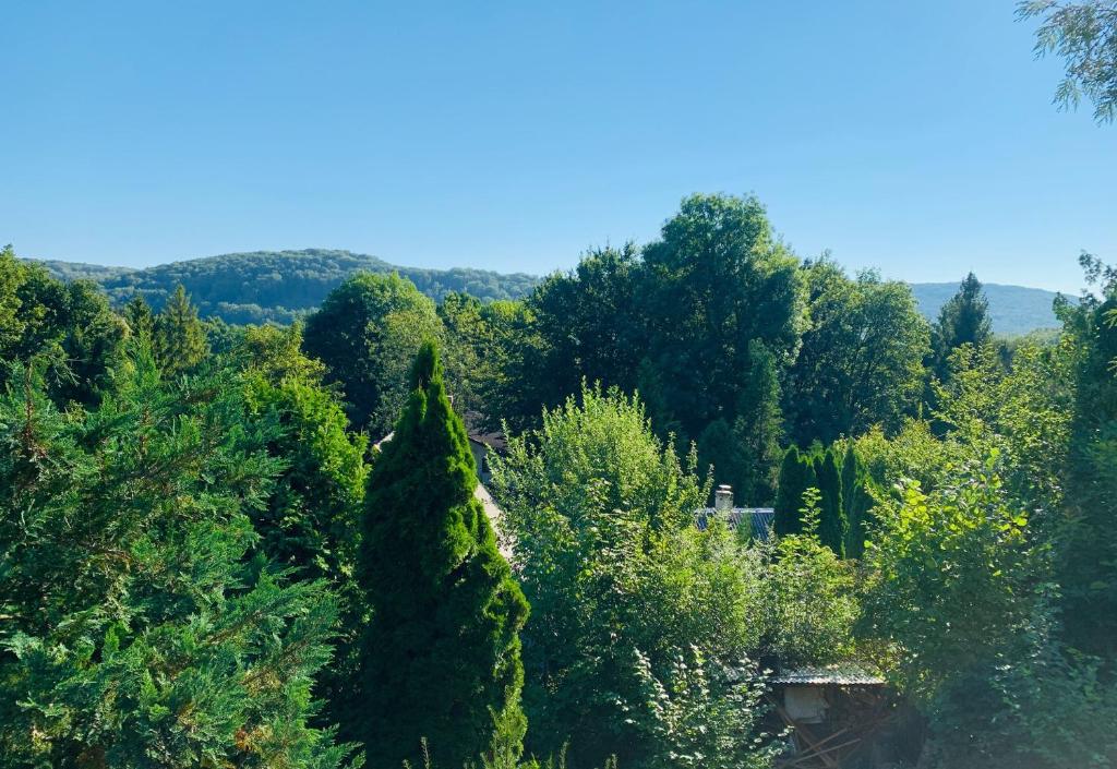 un árbol alto en medio de un bosque en Bükkfa Vendégház en Bükkszentkereszt