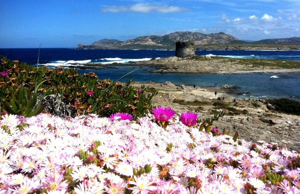 un campo de flores rosas y blancas junto al océano en VelaLatina, en Stintino