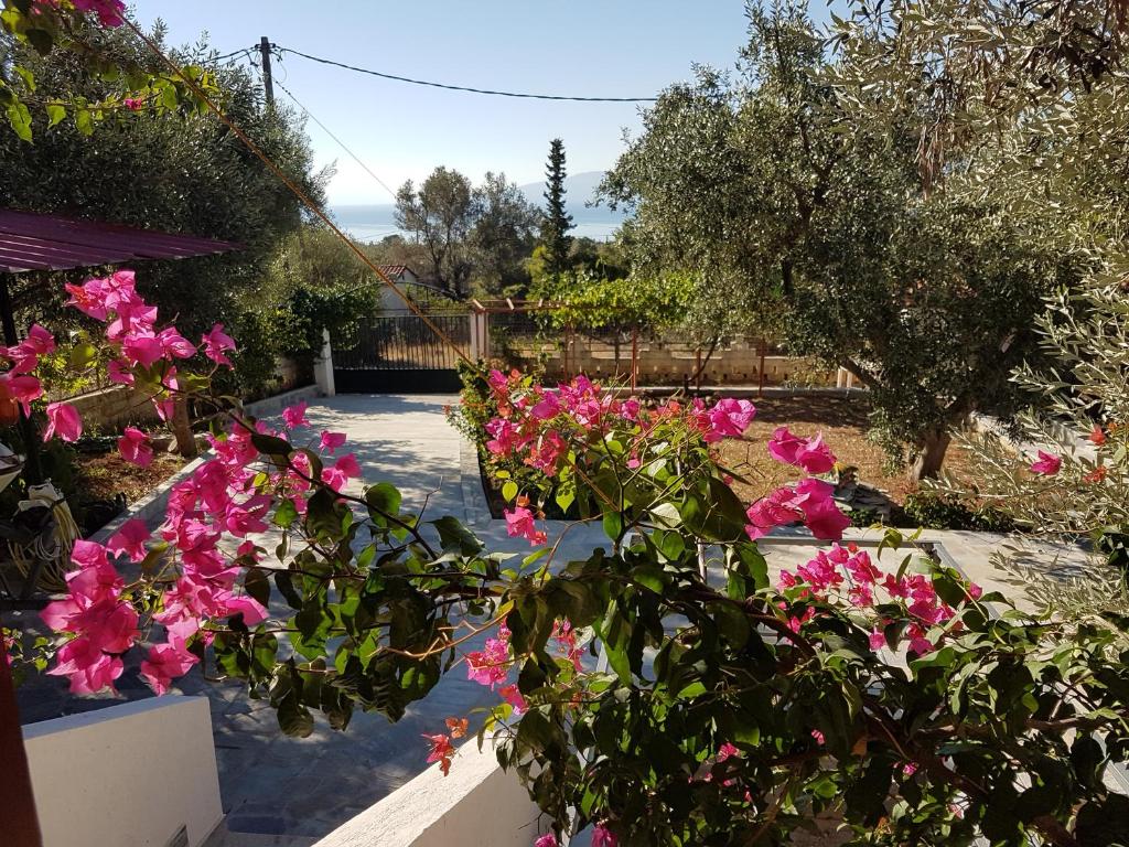 un giardino con fiori rosa in un cortile di Panorama a Eretria