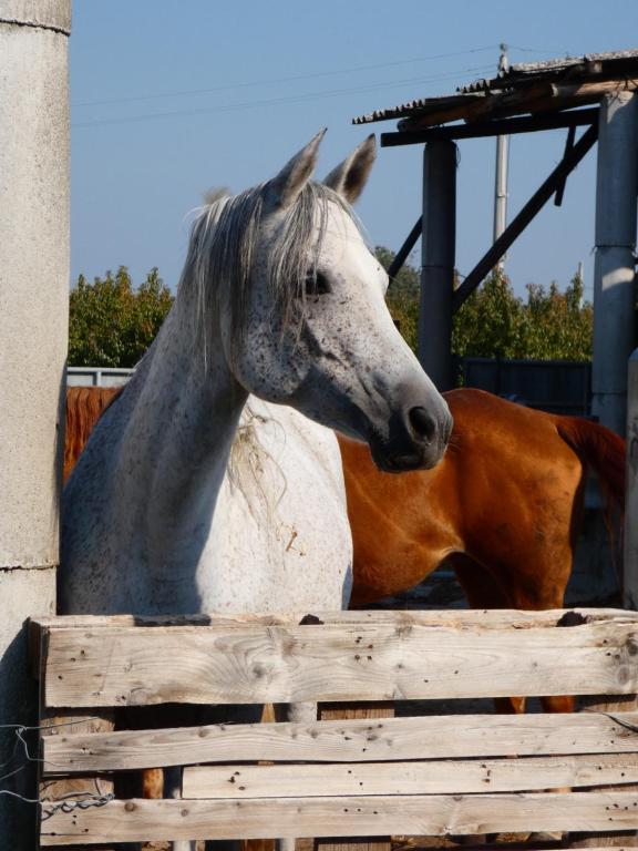 Zvieratá na farme alebo blízkom okolí