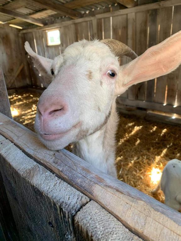 a goat is looking over the fence of its pen at Osada nad Szumem in Józefów