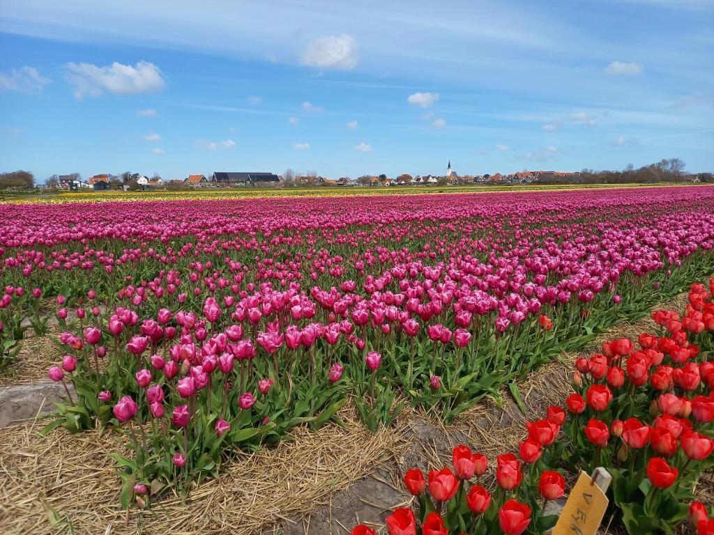 a field of pink and red tulips in a field at B&B kamers en meer Het Spookhuis in Den Hoorn