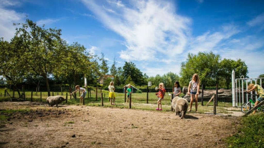 eine Gruppe von Menschen, die mit Schafen auf einem Feld herumstehen in der Unterkunft Holidayhome - Kon Emmaweg 26 - Vrouwenpolder - Uitspanning Oranjezon in Vrouwenpolder