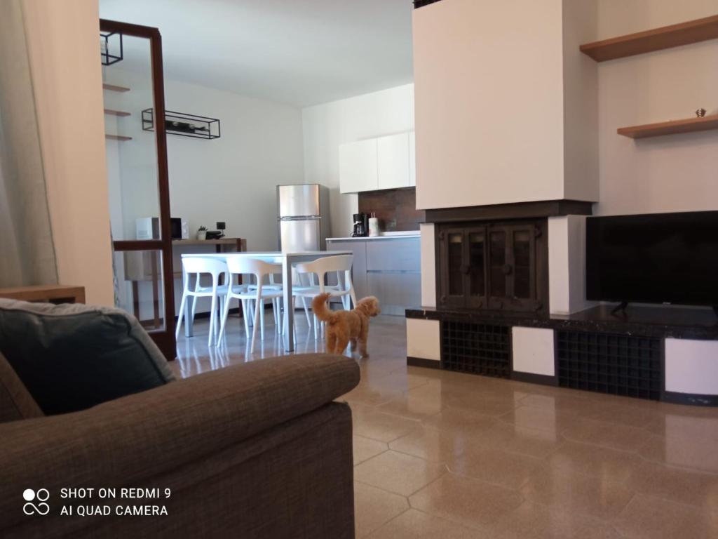un chien debout dans un salon avec une cuisine dans l'établissement BETULLA BIANCA, à Bardolino