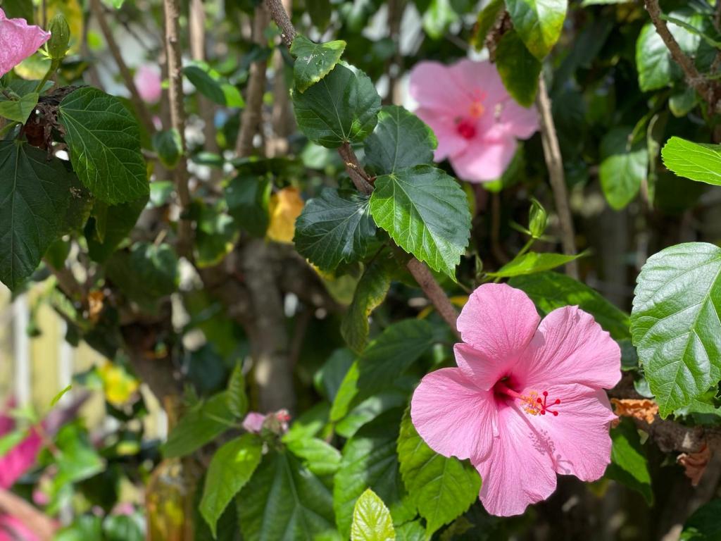 una flor rosa en un árbol con hojas verdes en Casa Flamingo, en Cabo Cañaveral