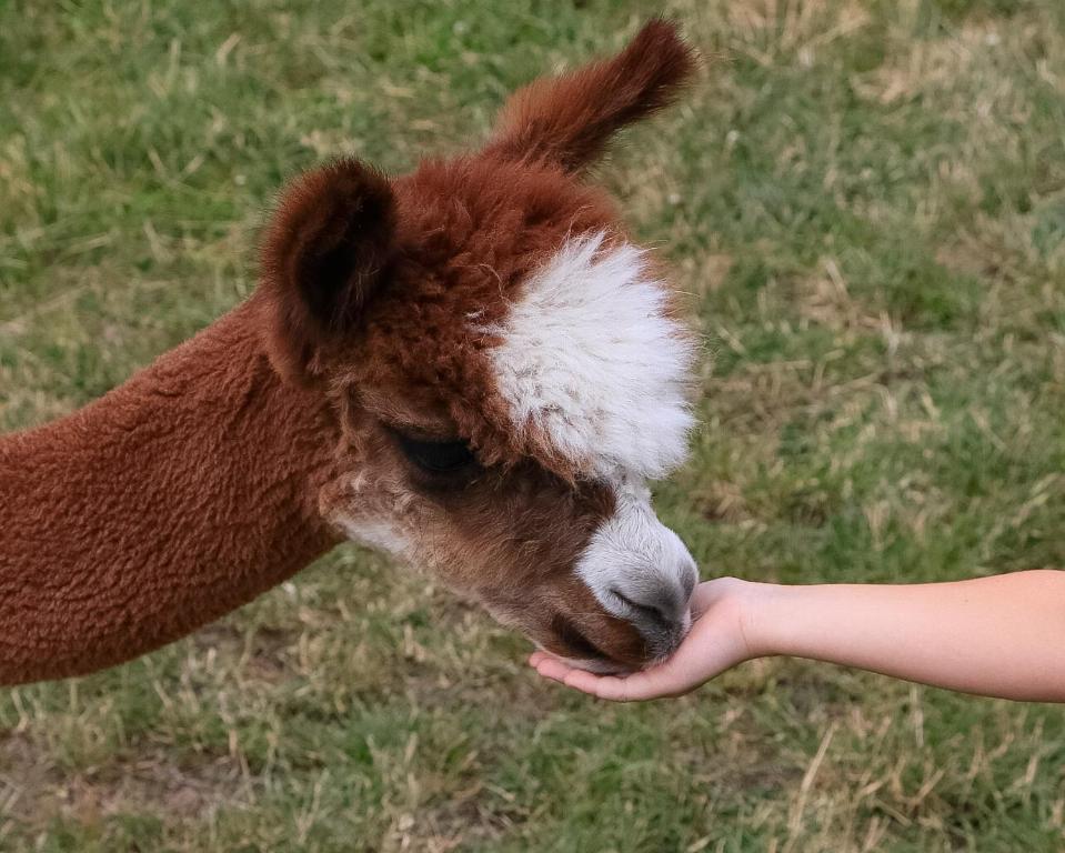 a person reaching out to feed a giraffe at Alpaka-Ranczo AFF in Puławy