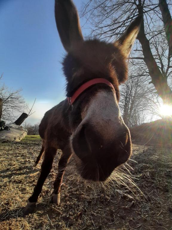 Domácí mazlíčci ubytovaní s hosty v ubytování Agriturismo Zertin