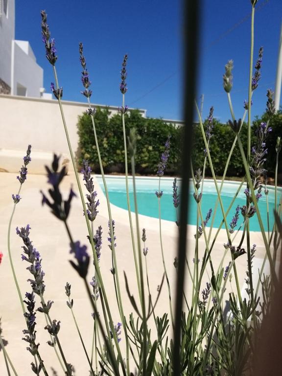 un campo de flores púrpuras frente a una piscina en Falso pepe Marzamemi, en Marzamemi