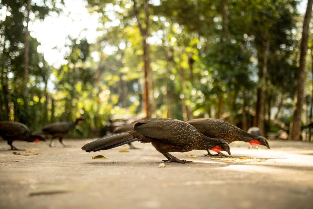  Bosque das Araucárias