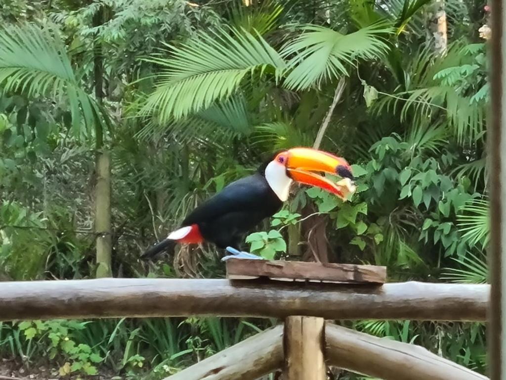  Bosque das Araucárias