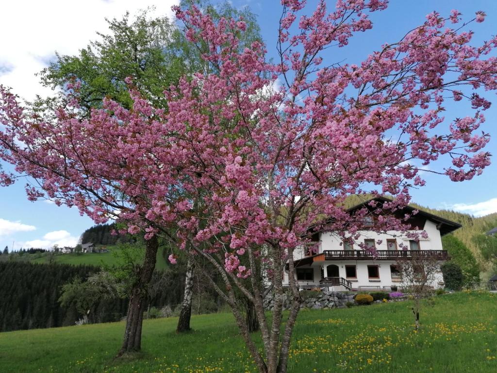 a tree with pink flowers in front of a house at Sinsamreith, Familie Ensmann in Göstling an der Ybbs