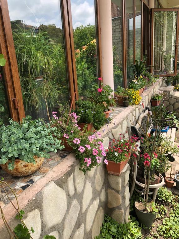 Zahrada ubytování Mate Guesthouse