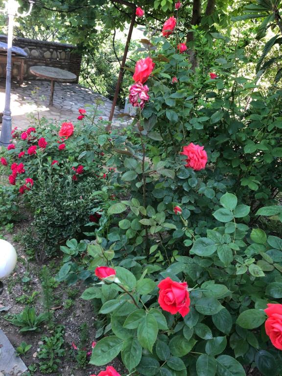 Zahrada ubytování Mate Guesthouse