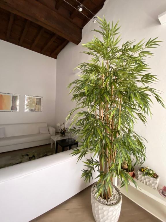 eine große Pflanze in einem weißen Zimmer mit Sofa in der Unterkunft Suite Saffi 99 in Viterbo