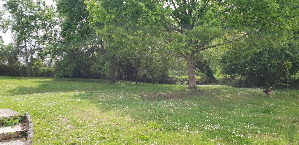 einen Park mit einem Baum inmitten eines Feldes in der Unterkunft Cookie Gite 6/7 personnes proche Zoo Beauval in Villentrois