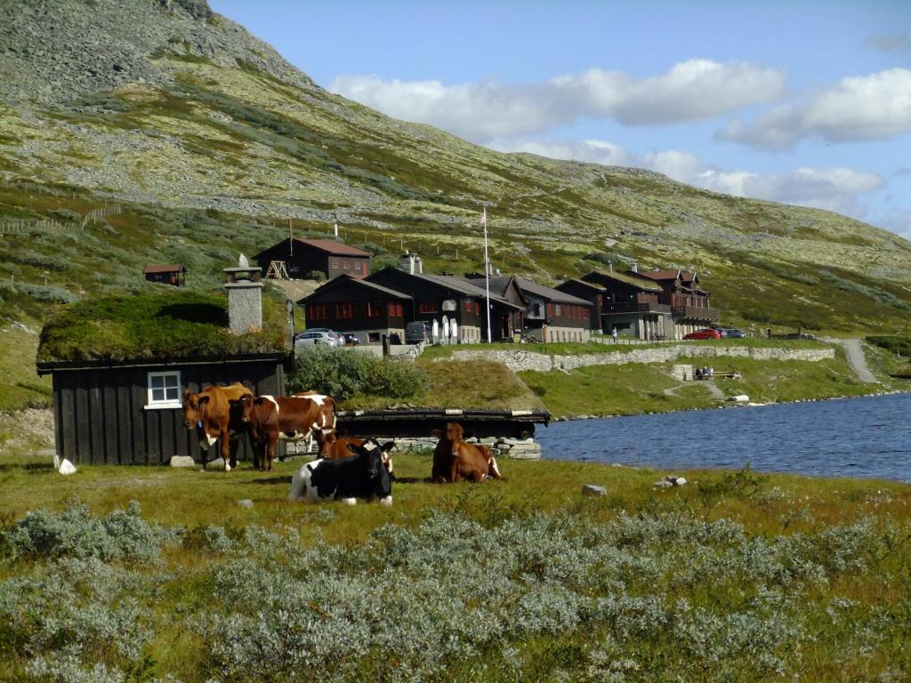 un grupo de vacas en un campo junto a un cuerpo de agua en Smuksjøseter Fjellstue, en Høvringen