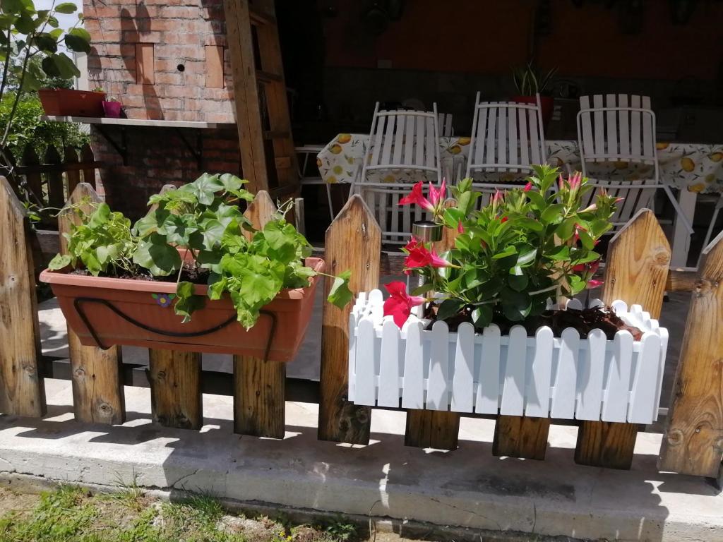 Zahrada ubytování Ninić Family Apartments