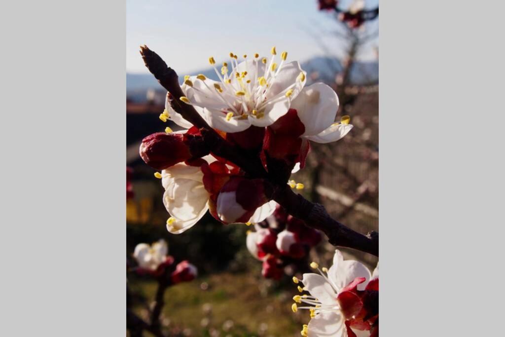 Foto dalla galleria di Villa Wachtertor a Krems an der Donau