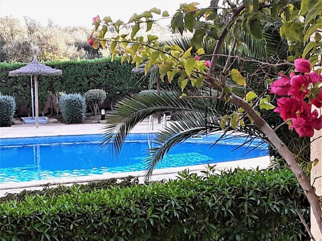 a tree with pink flowers next to a swimming pool at Apartment En Capillo in Manacor