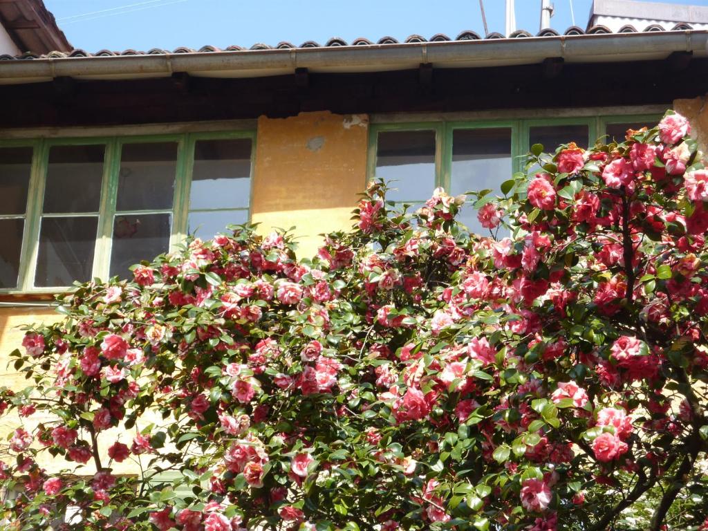 einen Baum mit rosa Blumen vor einem Gebäude in der Unterkunft Cà Melia Bedigliora in Bedigliora