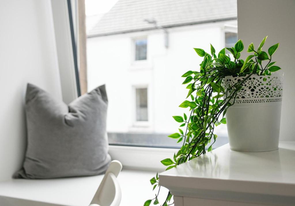 a plant sitting on a table next to a window at McCaig's Way in Oban