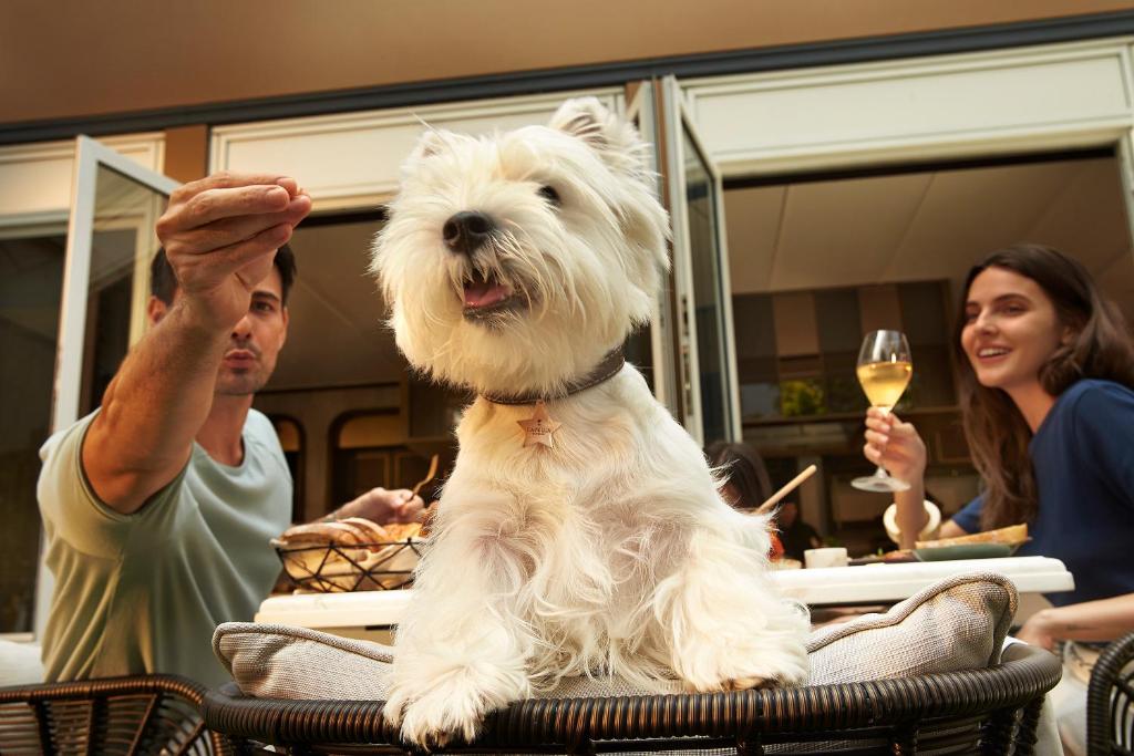 A small white dog sits at the front of an outdoor dining table with people behind it.