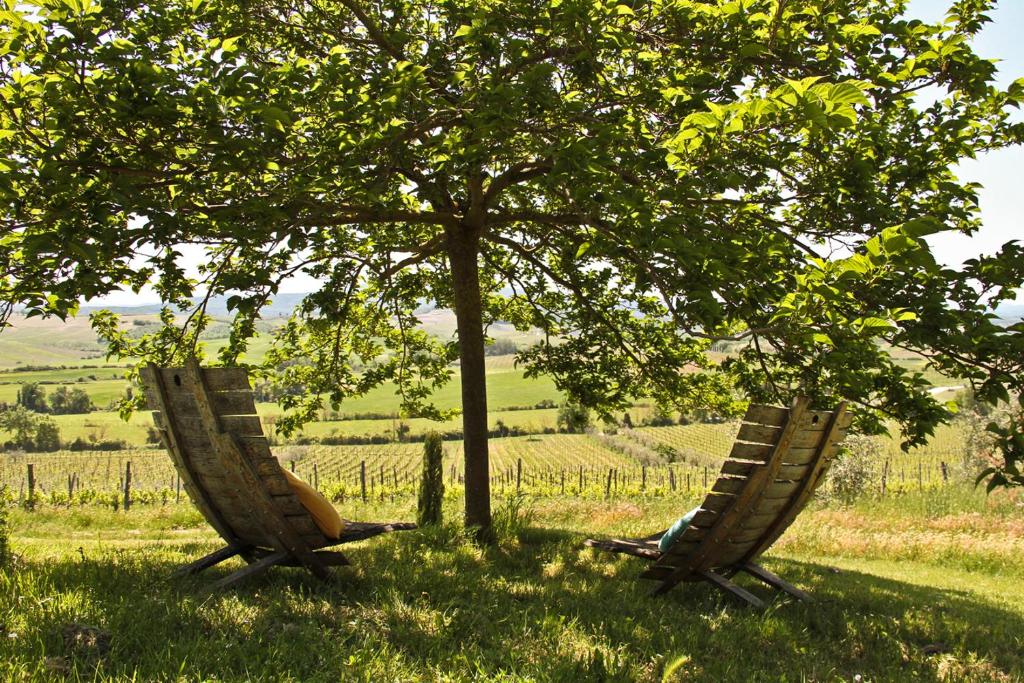 two chairs sitting under a tree in a field at Casina Di Cornia in Castellina in Chianti