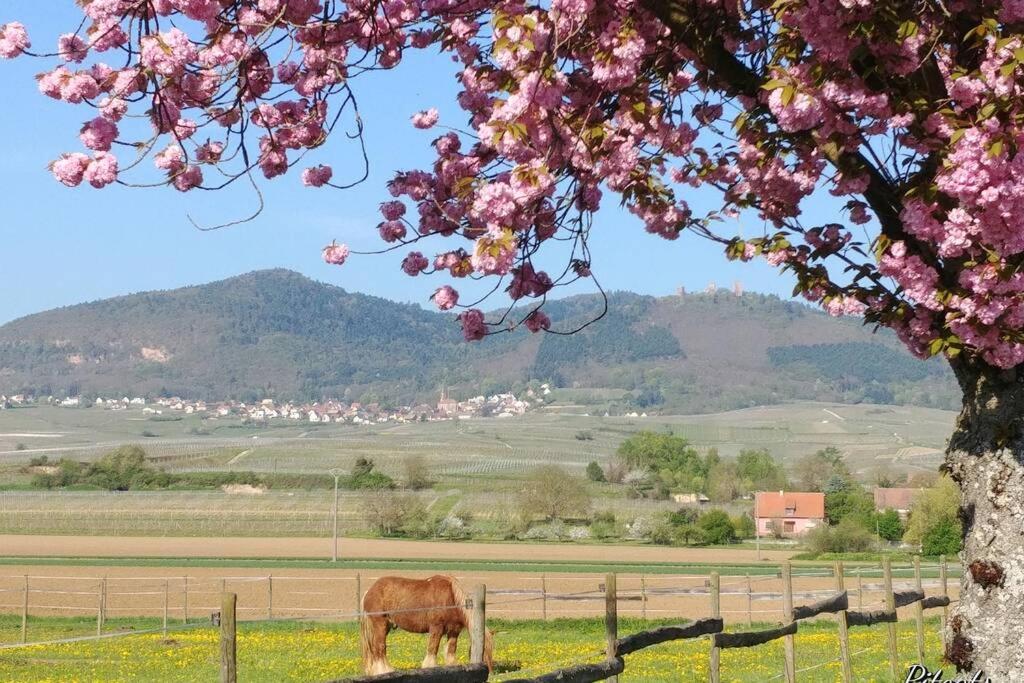 Gite à Eguisheim proche de Colmar et Kaysergberg. – photo 27