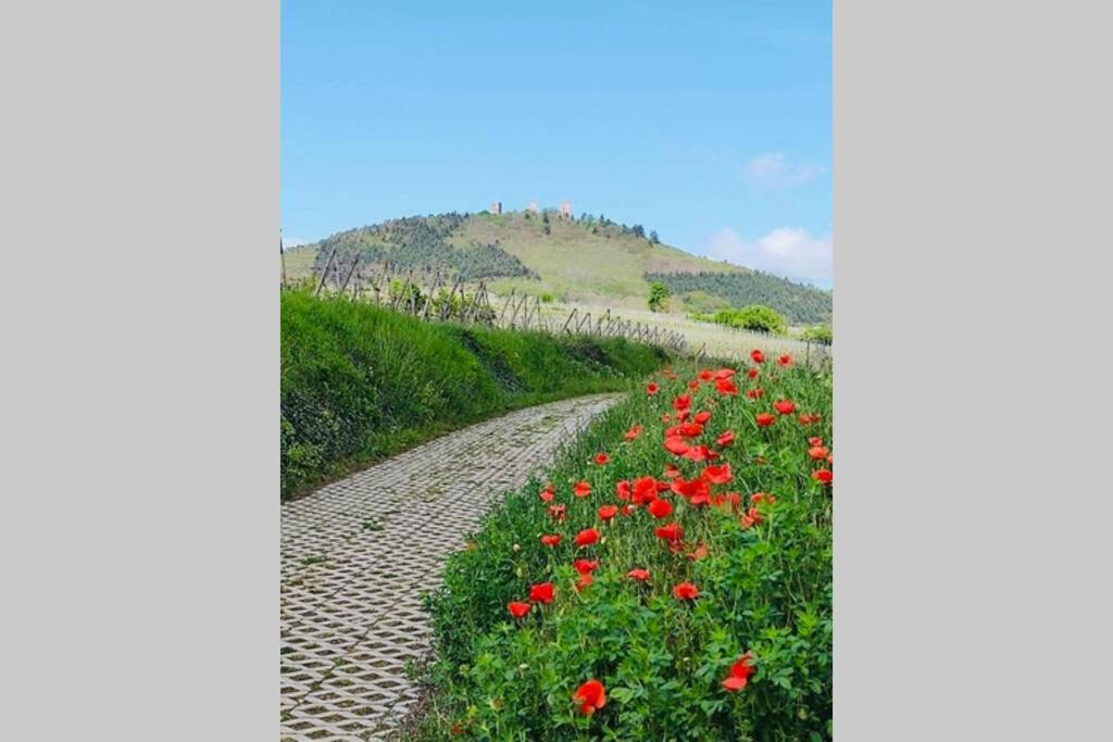 Gite à Eguisheim proche de Colmar et Kaysergberg. – photo 33