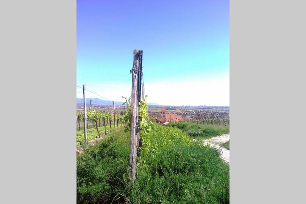 Gite à Eguisheim proche de Colmar et Kaysergberg. – photo 32