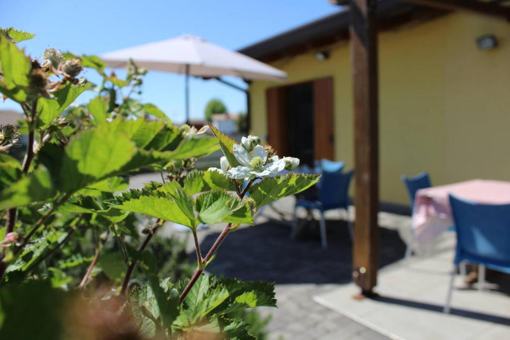 Zahrada ubytování Villa Madi