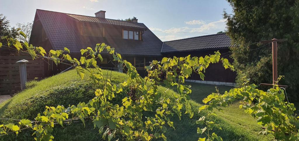 a house with a tree in front of it at Green Wilow Siedlisko in Wrocanka