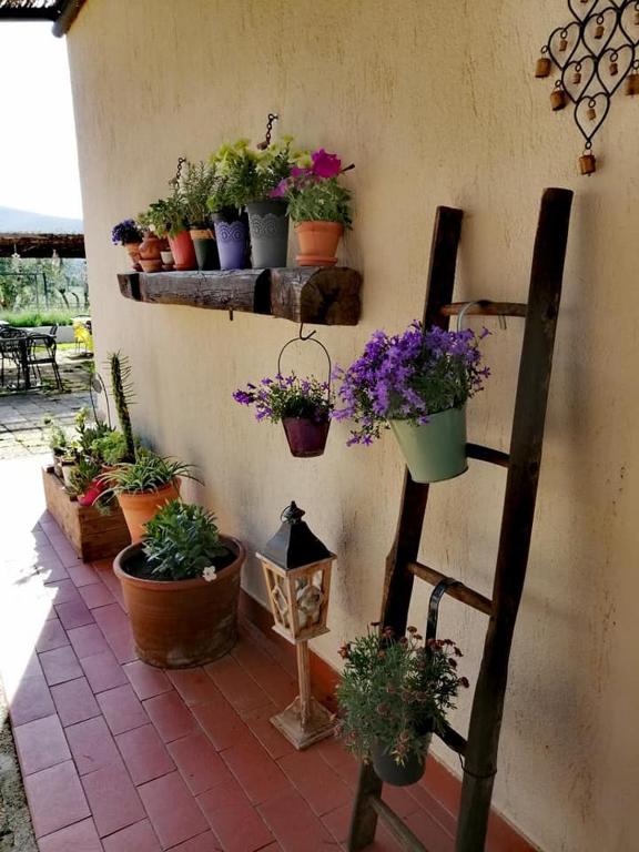 Zahrada ubytování Podere Montecorno