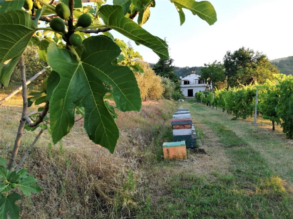 una fila de árboles frutales verdes en un campo en Naturaliterre BnB - Microfattoria, en Dovadola