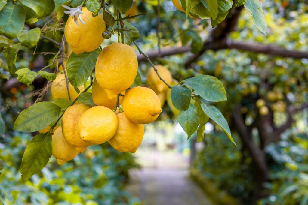 um monte de laranjas penduradas numa árvore em Villa Maresca B&B em Piano di Sorrento