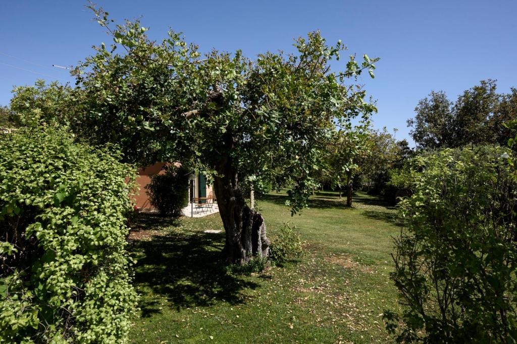 Zahrada ubytování Karrua House - Magnolia Room