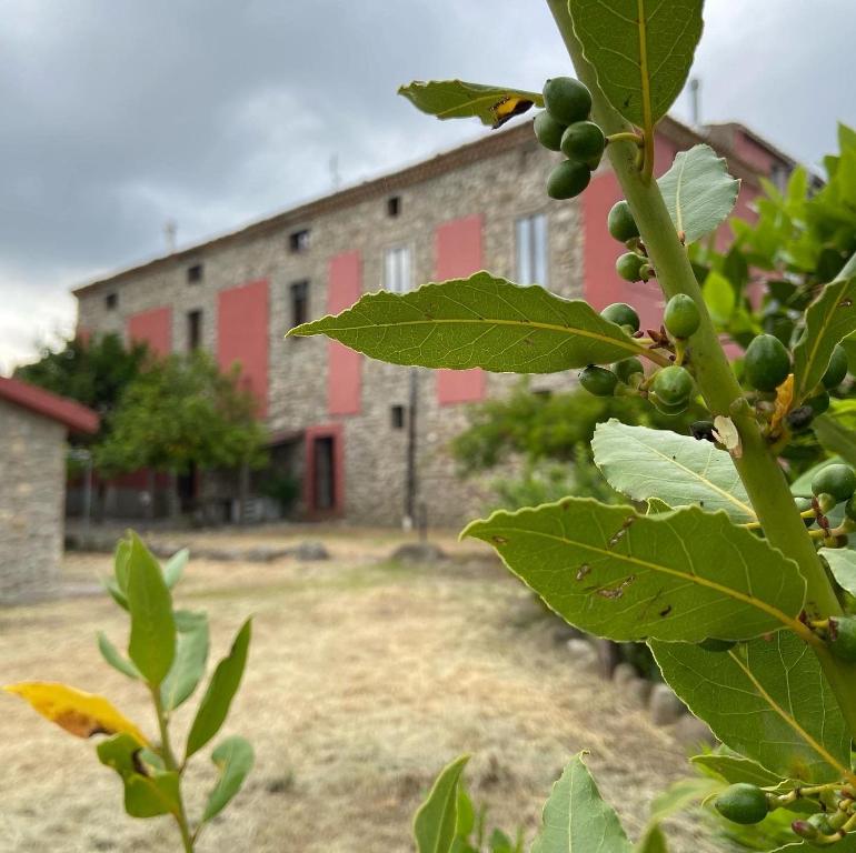 a tree with green leaves in front of a building at Tenuta TerraRossa in Rossano