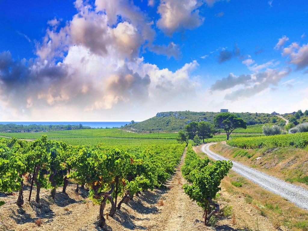 a vineyard with a dirt road in the middle at Apartment Le Chais by Interhome in Narbonne-Plage