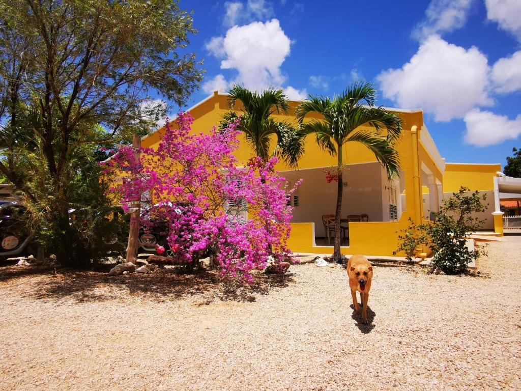 a dog walking in front of a yellow house with purple flowers at Roadrunner-Bonaire in Kralendijk