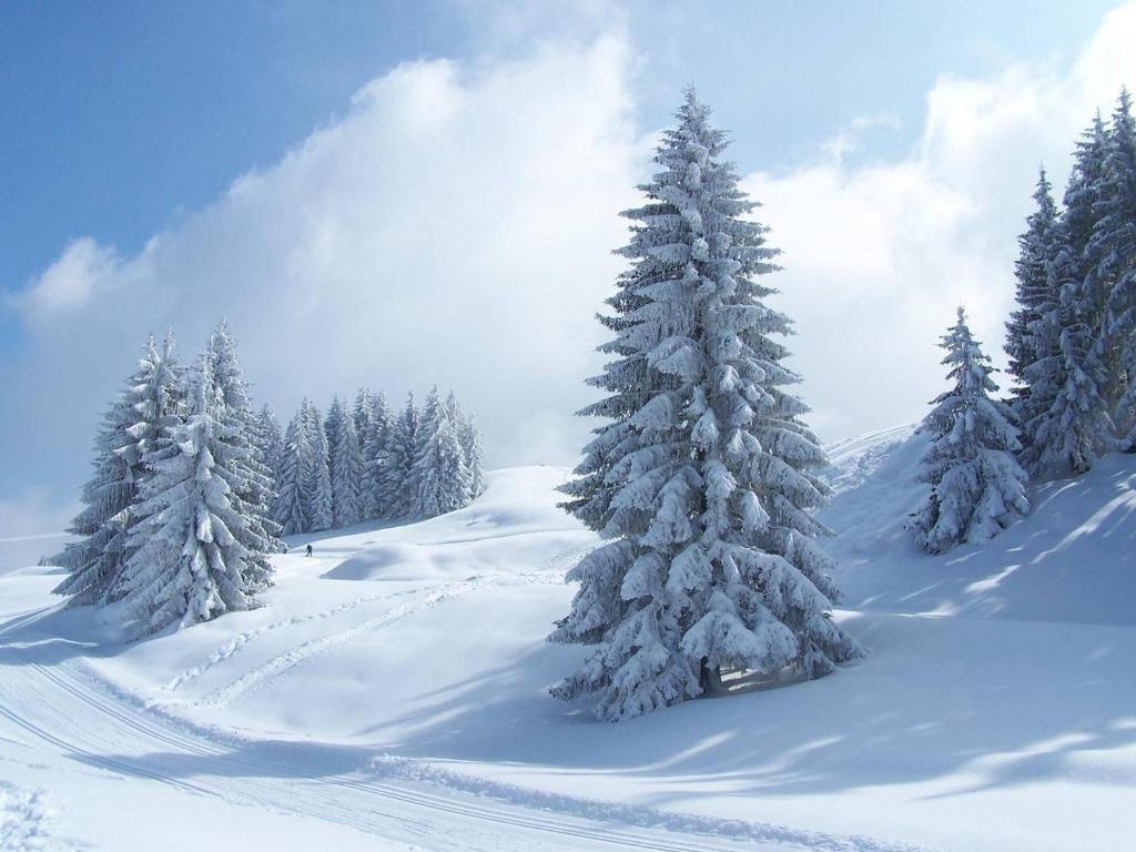 a group of snow covered trees on a snow covered slope at Hôtel Mont Thabor Serre Chevalier in La Salle-les-Alpes