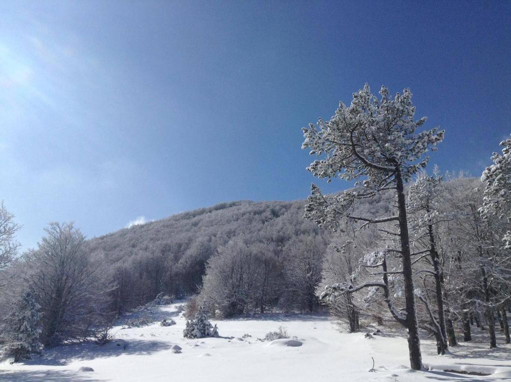 a tree in the snow in front of a mountain at Hôtel Mont Thabor Serre Chevalier in La Salle-les-Alpes
